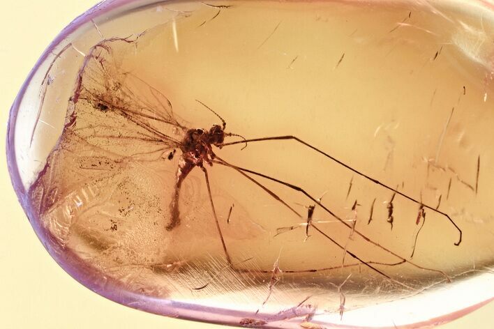Fossil Crane Fly (Limoniidae) In Baltic Amber #357829